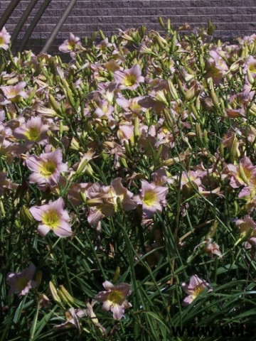 Crin Hemerocallis Catharina Woodberry (ghiveci 1,5 L), crin de o zi cu flori colorate in roz delicat si galben fin