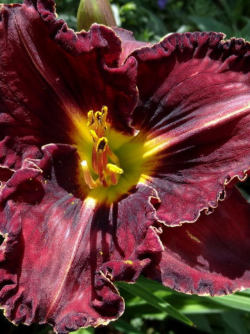 Crin Hemerocallis Purplelicious (ghiveci 1,5 L), crin de o zi cu flori mari, gofrate, culoare visiniu inchis