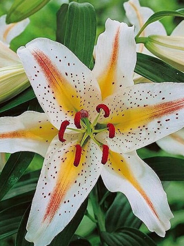 Crini Garden Party (1 bulb), bicolore in nuante alb-imaculat si galben-intens, bulbi de flori