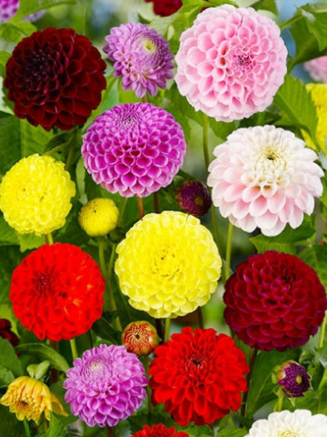 Dalia Pompon (60 seminte) de dalia mix pompon flori in forma unui glob, Opal
