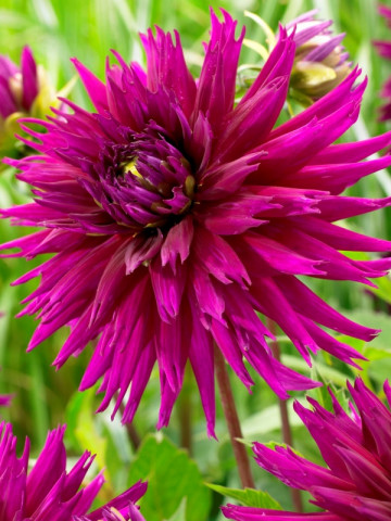 Dalie Ambition (1 bulb), floare culoare ciclam, tip cactus, bulbi de flori