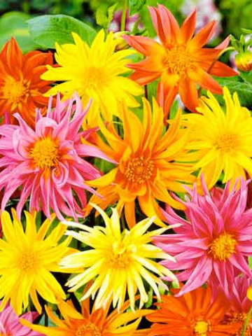 Dalie Cactus Mixed (3 bulbi), amestec de culori, bulbi de flori