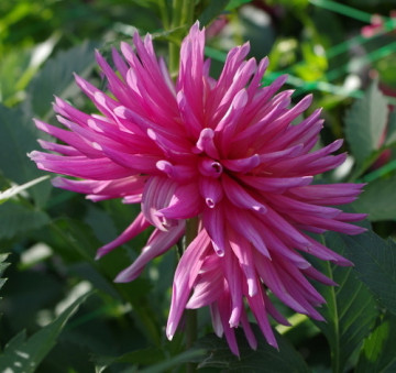 Dalie Cactus Pink (1 bulb), floare roz anuala, bulbi de flori