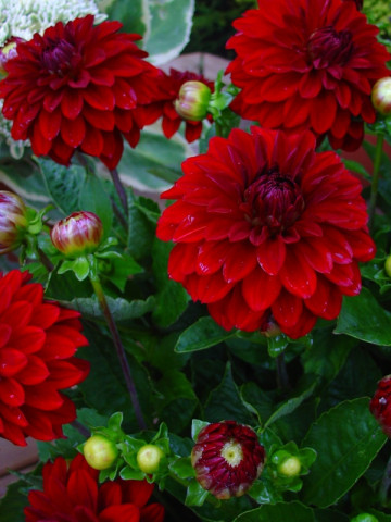 Dalie Decorative Red (1 bulb), floare rosie, anuala, bulbi de flori