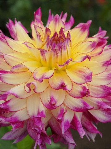 Dalie Zoey Rey (1 bulb), floare culoare galben cu roz, bulbi de flori