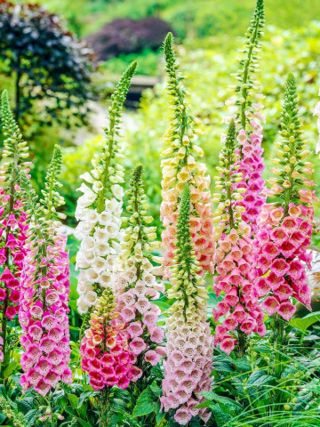 Degetel mix (0.3 gr) seminte de Digitalis purpurea cu flori in forma de clopotei colorati in roz, alb si violet, Agrosem