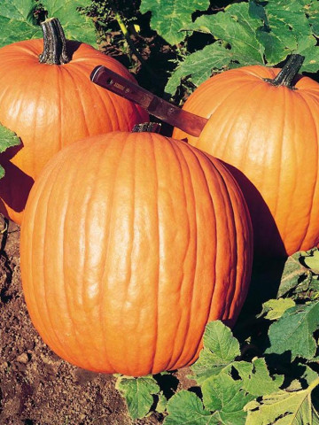 Dovleac Howden (4.000 seminte), seminte dovleac Halloween, fructe sferice, lucioase, portocalii, Agrosem