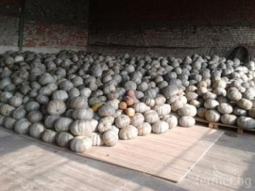Dovleac Placintar Alb (DE PLOVDIV) - 1 kg - Seminte Dovleac Alb Bulgaresc Calitati Extraordinare
