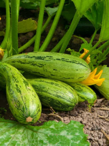 Dovlecel Greyzini F1 (3.000 seminte) seminte de hibrid timpuriu zucchini verde striat fara vrej, Agrosem
