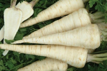 Eagle (250.000 seminte) drajate si pregerminate patrunjel radacina cu rezistenta foarte buna la pastrare pe timpul iernii, Bejo