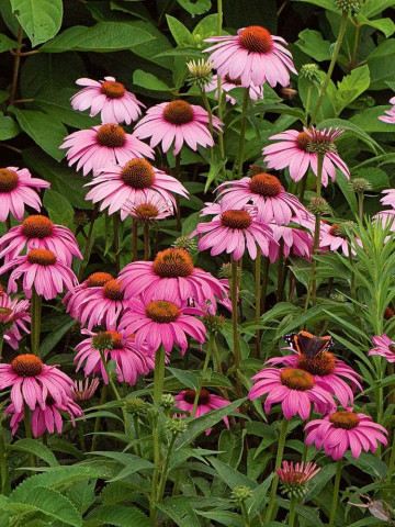 Echinacea (0.8 gr) planta medicinala perena, Agrosem