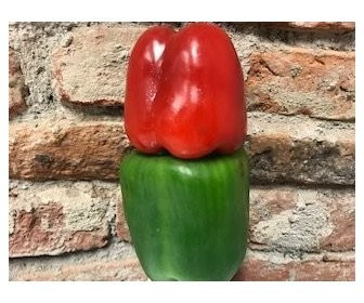 Edison - 500 sem - Seminte de ardei gras verde/rosu de tip Blocky cu fructe mari si luciu remarcabil foarte productiv ce se poate recolta atat verde cat si rosu de la Enza Zaden
