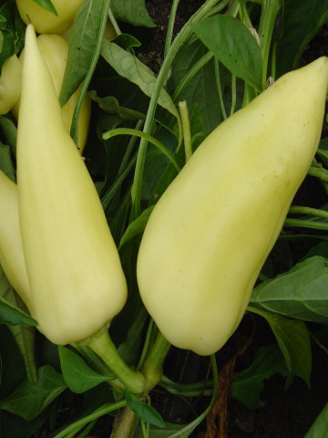 Feherozon (60 seminte) ardei gras fructe conice alb-galbui si gust dulce, Agrosem