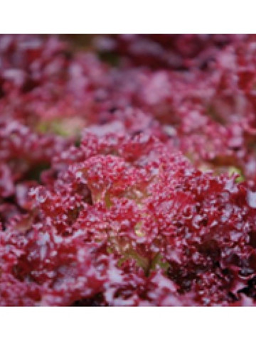 Feska - 5 grame - Seminte de salata tip Lollo Rosa cu fructe ce au o culoare deosebita si un aspect remarcabil prezentand rezistenta la inflorire de la Enza Zaden