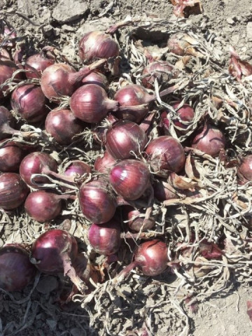 Fiamma F1 (10.000 seminte) de ceapa rosie foarte productiva cu bulb de culoare rosie ferm si rotund foarte apreciata de cultivatori cu maturitate de 110 zile, Cora Seeds