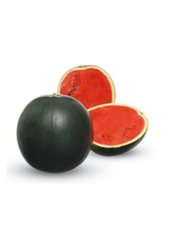 Fire Ball F1 (500 seminte) pepene verde tip Sugar Baby, greutate medie 8-12 kg, Sakata
