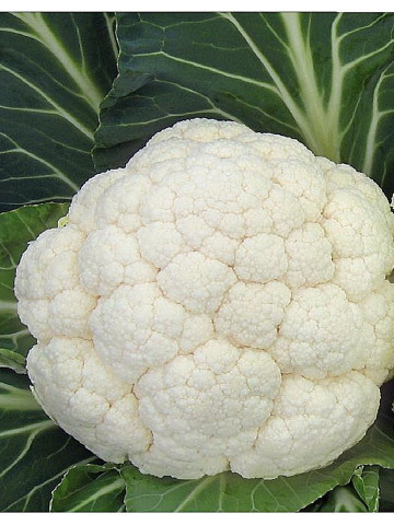 Flamenco F1 (1000 seminte) conopida cu o maturitate dupa plantare 76 zile si o greutate medie a capatanii 1,5-2,5 kg, Bejo