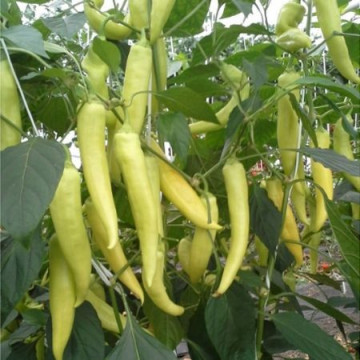 Fortesse F1 (500 seminte) ardei iute generativ, De Ruiter Seeds