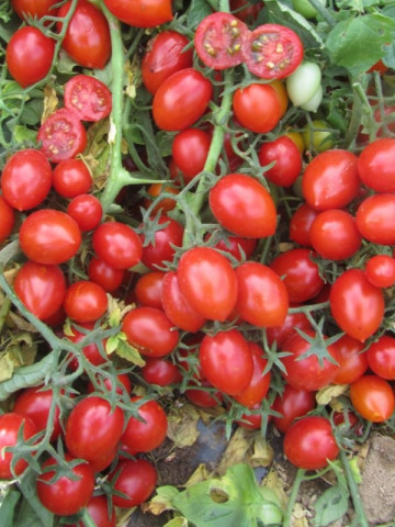 Frassino F1 - 1000 sem - Seminte de rosii cu crestere determinata cu fructe uniforme productive de culoare rosie avand o greutate medie de 20-30 gr/fruct de la United Genetics