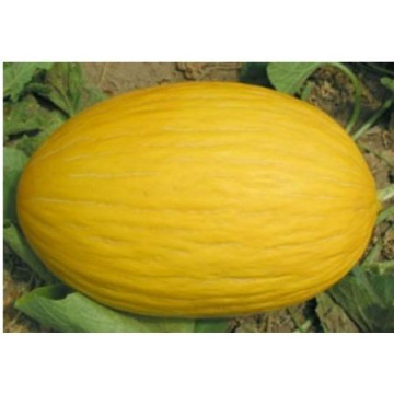 Frevo F1 (1000 seminte) de pepene galben cu forma ovala greutate de 2-3 kg si cu pulpa alb verzuie inspre coaja rezistenti la depozitare si la transportul pe distante lungi, Sakata