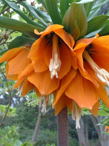 Fritillaria Aurora (1 bulb) floare speciala, bulbi de flori