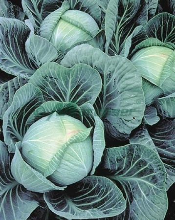 Galaxy F1 (2500 seminte) varza pentru pastrare, Seminis