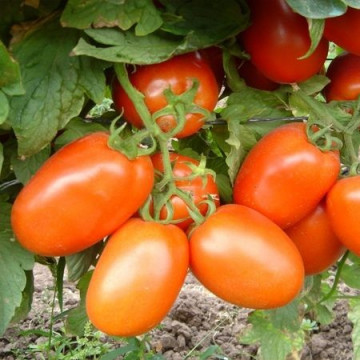 Galilea F1 (50 seminte) rosii semideterminate, forma ovala., Hazera