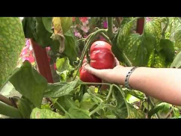 Gigant Monster (30 seminte) rosii gigant tip beefsteak, de sezon lung, rosu-aprins, Rusia