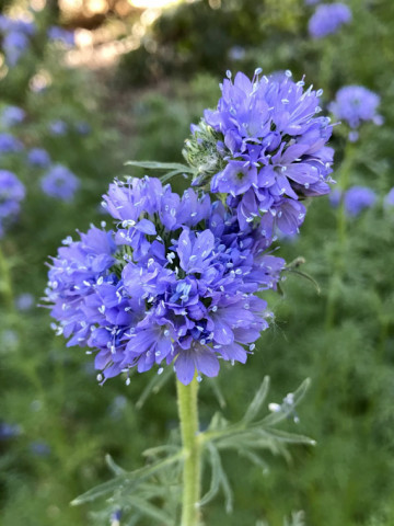 Gilia (0.5 gr) seminte planta anuala, culoare violet-blue, Agrosem