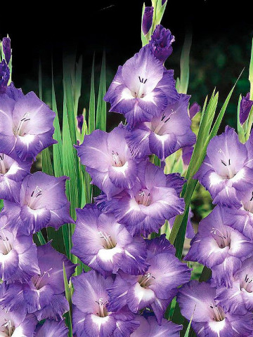 Gladiole Grapevine (7 bulbi), gladiole cu flori mari, intr-o combinatie superba de mov si alb, bulbi de flori