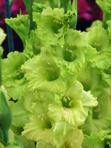 Gladiole Green (5 bulbi), culoare verde natural, bulbi de flori