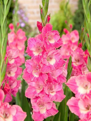 Gladiole Sweet Pink (5 bulbi), gladiole cu flori gofrate in nuante de roz stralucitor si alb, bulbi de flori