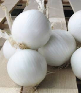Gladstone (250.000 seminte) ceapa alba cu bulb perlat fiind destinata atat consumului in stare proaspata cat si pentru industrializare, Bejo