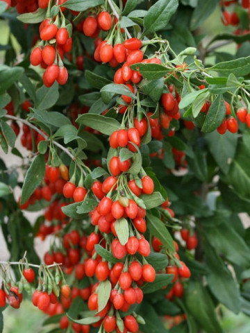 Goji Berry, rasad de Goji Berry, arbust peren rezistent la seceta, Yurta