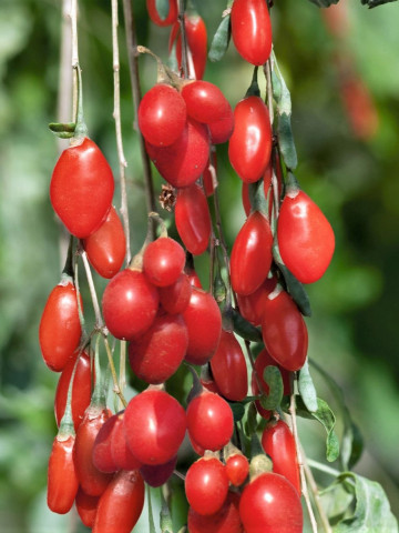 Goji Sweet Berry, rasad de Goji Berry, arbust peren rezistent la seceta, cu fructe mari de 2 cm si gust dulce, Yurta