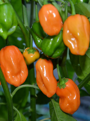 Habanero portocaliu Orange (20 seminte), ardei iute tip chili, Florian