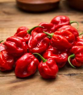 Habanero Red Snack (35 seminte) ardei iute cu fructe mici, extrem de iute, Agrosel