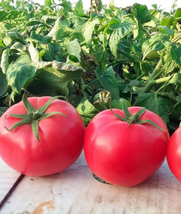 Hapynet F1 (10 seminte) rosii hibrid determinat, fructe rotunde, ușor plate si carnoase, delicioas, de tip zmeura, Seklos
