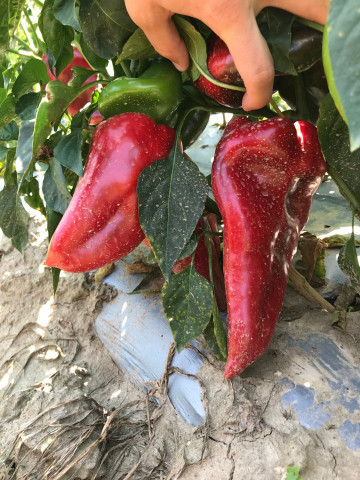 Hisarska Ardei Kapia Hisar (50 gr) seminte Ardei Kapia Bulgaresc Fruct Mare si Randament Ridicat