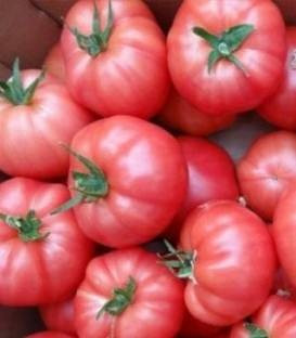 Honey Moon F1 (250 seminte) rosii nedeterminate ce se deosebesc prin marimea fructelor si prin calitatile gustative excelente, Clause