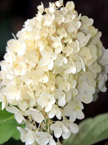 Hortensie Grandiflora, arbust ornamental cu flori grupate in buchete conice, albe, cu parfum delicat, Yurta