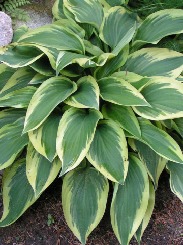 Hosta Wolverine (ghiveci 1,5 L), planta decorativa cu frunze verzi-albastrui cu margini aurii