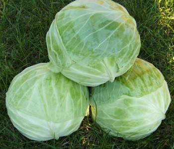 Ieyasu F1 - 5 grame - Seminte de varza timpurie ce prezinta o capacitate excelenta de productie cu capatani de culoare verde placut care ajung la maturitate dupa aproximatix 50-55 de zile de la Mikado Kyowa