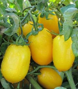 ISI 36657 F1 - 250 sem - Seminte de rosii galbene prunisoara cu crestere determinata si o maturitate semi-timpurie ce se remarca in primul rand prin forma fructelor si prin culoarea de galben intens la maturitate de la Isi Sementi