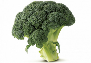 IZK Iskra (150 seminte) de broccoli soi nou tardiv, productie foarte buna, IZK Bulgaria