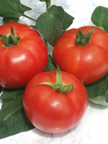 Jastis F1 (50 seminte) rosii crestere nedeterminata, Hazera
