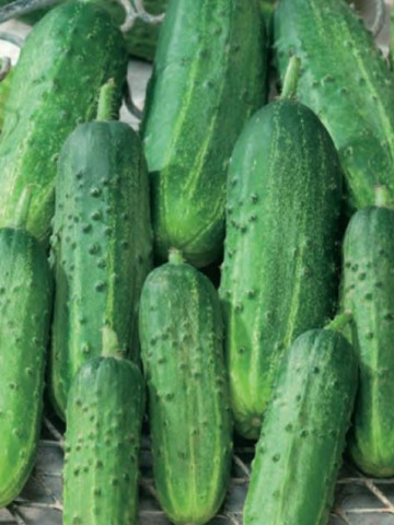Jerry Snack (15 seminte) castraveti cu fructe mici pentru salata, Agrosel