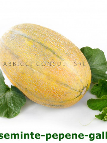 Kehlibar F1 (100 gr) seminte de pepene galben, bulgaresti profesionale, Agrotop Bulgaria