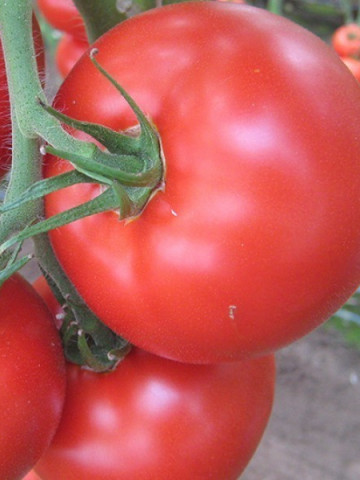 Kiveli F1 (100 seminte) rosii nedeterminate, Seminis