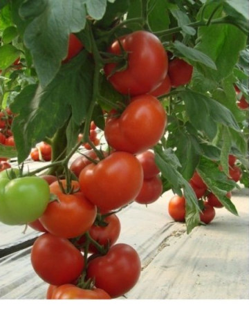 Klass F1 (100 seminte) rosii crestere nedeterminata, Seminis